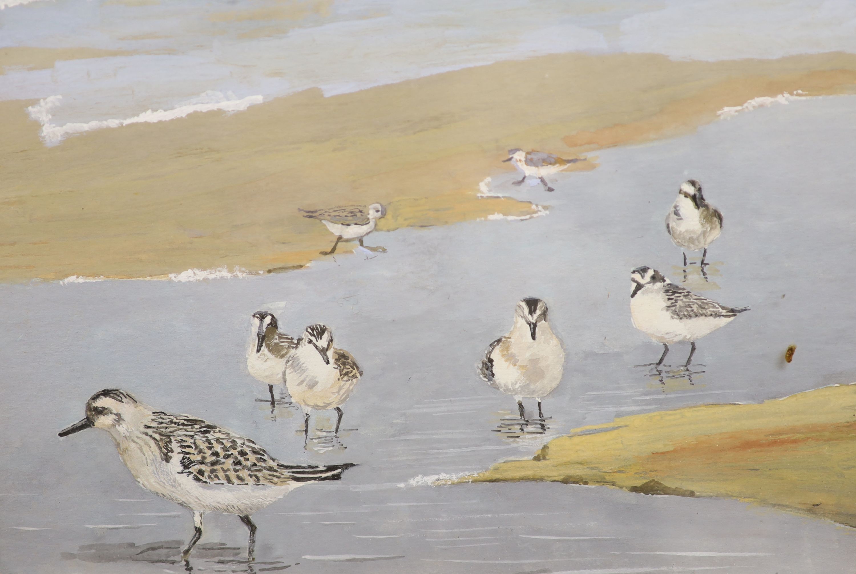 J. Macloughlin, gouache, Sandpipers on the shore, signed, 16 x 23cm